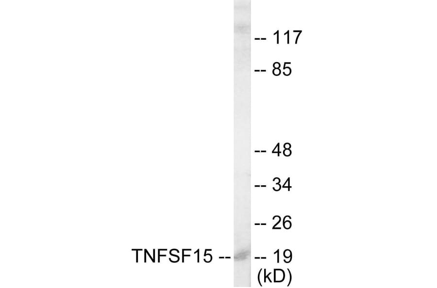 Western Blot - TNFSF15 Cell Based ELISA Kit (CB5816) - Antibodies.com