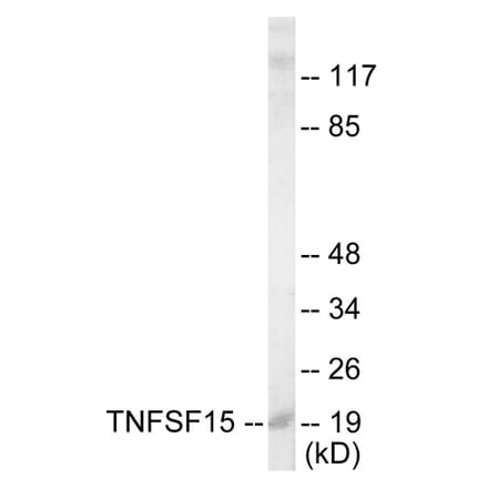 Western Blot - TNFSF15 Cell Based ELISA Kit (CB5816) - Antibodies.com