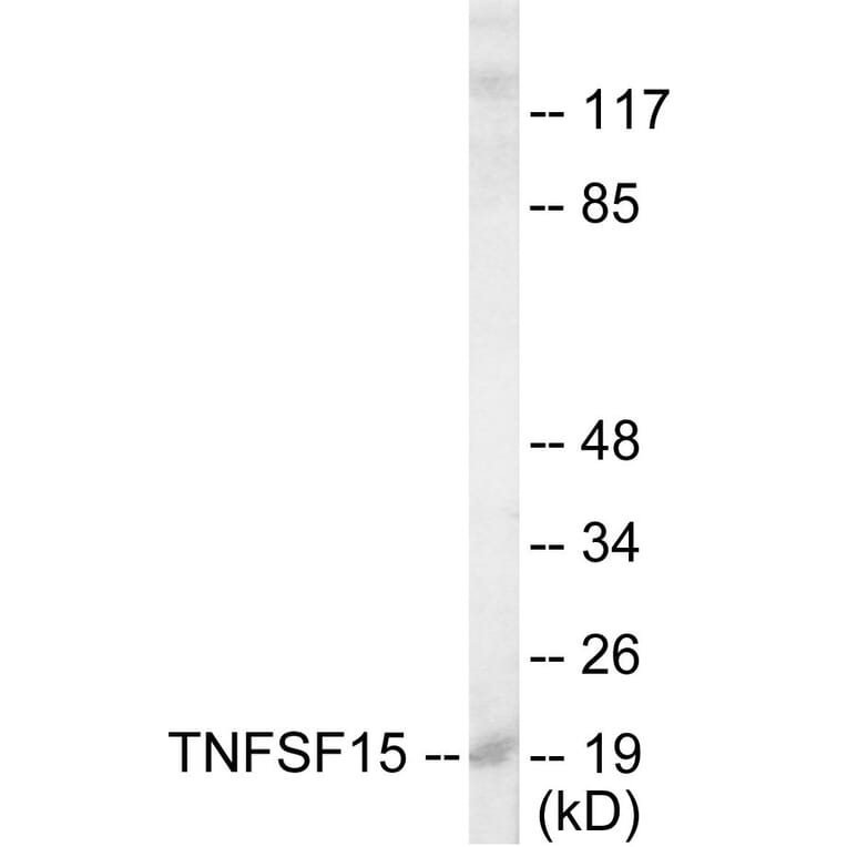 Western Blot - TNFSF15 Cell Based ELISA Kit (CB5816) - Antibodies.com
