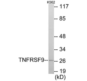 Western Blot - TNFRSF9 Cell Based ELISA Kit (CB5966) - Antibodies.com