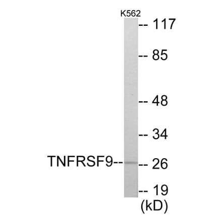 Western Blot - TNFRSF9 Cell Based ELISA Kit (CB5966) - Antibodies.com