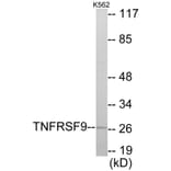 Western Blot - TNFRSF9 Cell Based ELISA Kit (CB5966) - Antibodies.com