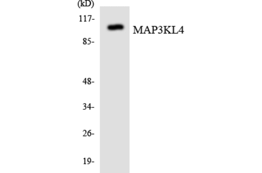 Western Blot - MAP3KL4 Cell Based ELISA Kit (CB6057) - Antibodies.com
