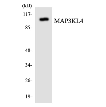 Western Blot - MAP3KL4 Cell Based ELISA Kit (CB6057) - Antibodies.com