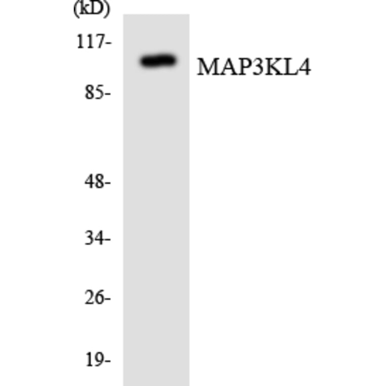 Western Blot - MAP3KL4 Cell Based ELISA Kit (CB6057) - Antibodies.com