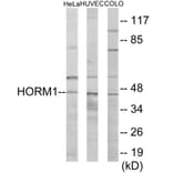 Western Blot - HORMAD1 Cell Based ELISA Kit (CB6073) - Antibodies.com