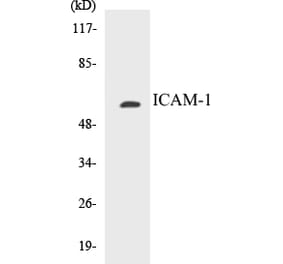 Western Blot - ICAM-1 Cell Based ELISA Kit (CB5353) - Antibodies.com