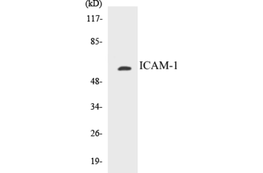 Western Blot - ICAM-1 Cell Based ELISA Kit (CB5353) - Antibodies.com