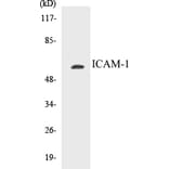 Western Blot - ICAM-1 Cell Based ELISA Kit (CB5353) - Antibodies.com