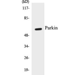 Western Blot - Parkin Cell Based ELISA Kit (CB5534) - Antibodies.com