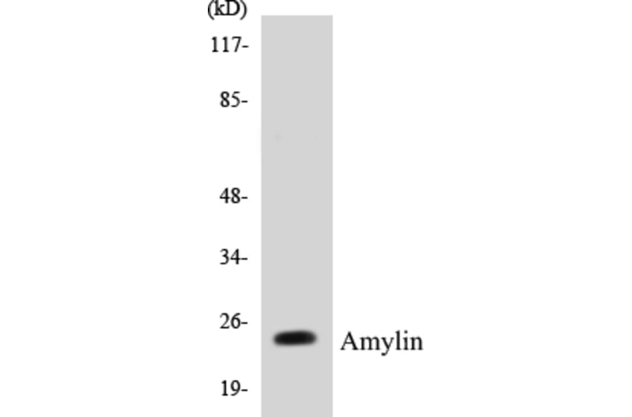 Western Blot - Amylin Cell Based ELISA Kit (CB5038) - Antibodies.com