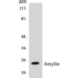 Western Blot - Amylin Cell Based ELISA Kit (CB5038) - Antibodies.com