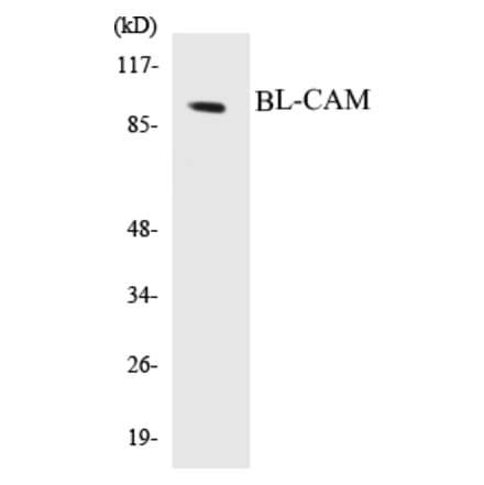 Western Blot - BL-CAM Cell Based ELISA Kit (CB5075) - Antibodies.com