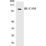 Western Blot - BL-CAM Cell Based ELISA Kit (CB5075) - Antibodies.com