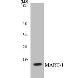 Western Blot - MART-1 Cell Based ELISA Kit (CB5431) - Antibodies.com