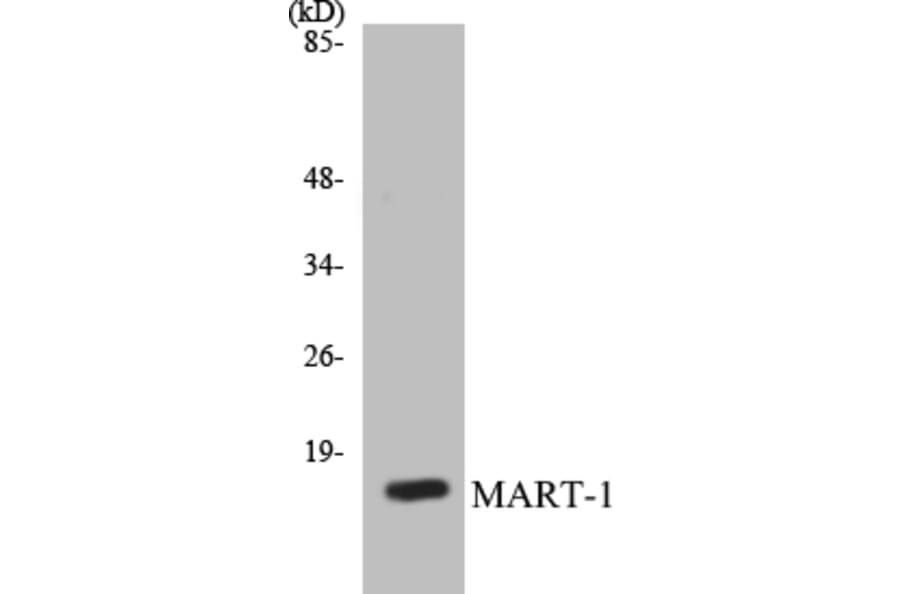 Western Blot - MART-1 Cell Based ELISA Kit (CB5431) - Antibodies.com