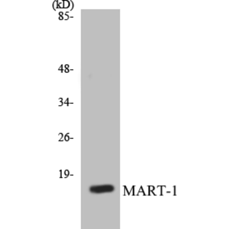 Western Blot - MART-1 Cell Based ELISA Kit (CB5431) - Antibodies.com