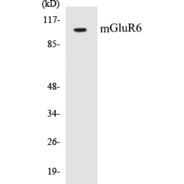 Western Blot - mGluR6 Cell Based ELISA Kit (CB5447) - Antibodies.com