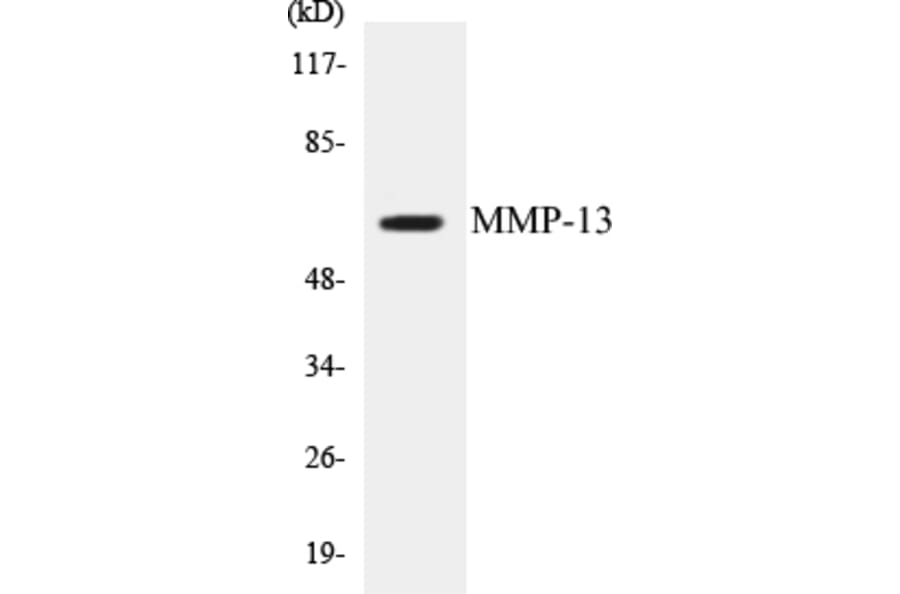 Western Blot - MMP-13 Cell Based ELISA Kit (CB5457) - Antibodies.com