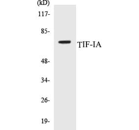 Western Blot - TIF-IA Cell Based ELISA Kit (CB5689) - Antibodies.com