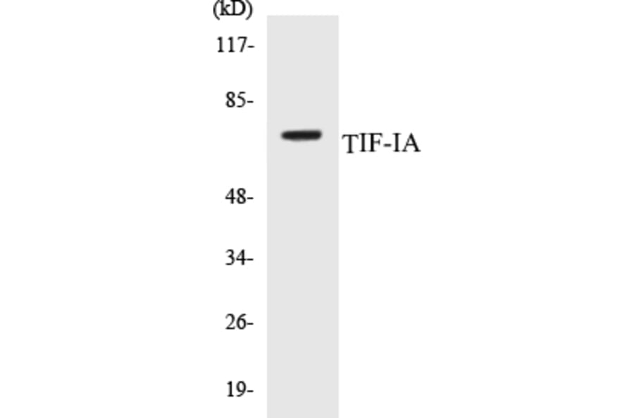 Western Blot - TIF-IA Cell Based ELISA Kit (CB5689) - Antibodies.com