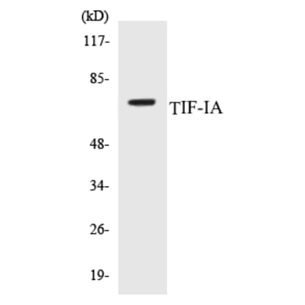 Western Blot - TIF-IA Cell Based ELISA Kit (CB5689) - Antibodies.com