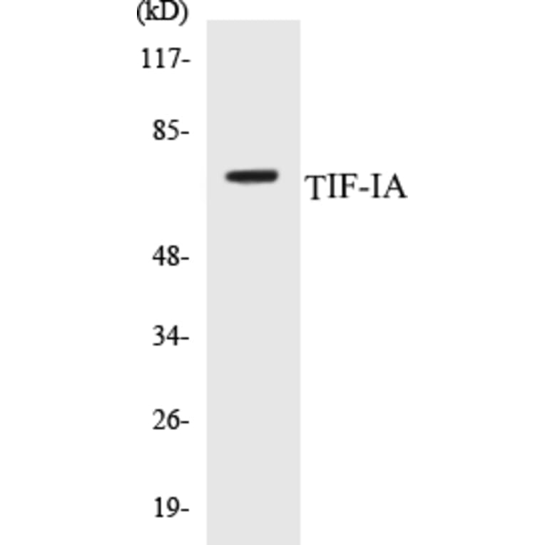 Western Blot - TIF-IA Cell Based ELISA Kit (CB5689) - Antibodies.com