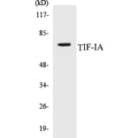 Western Blot - TIF-IA Cell Based ELISA Kit (CB5689) - Antibodies.com