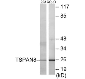 Western Blot - TSPAN8 Cell Based ELISA Kit (CB5853) - Antibodies.com