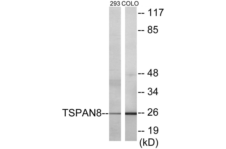 Western Blot - TSPAN8 Cell Based ELISA Kit (CB5853) - Antibodies.com