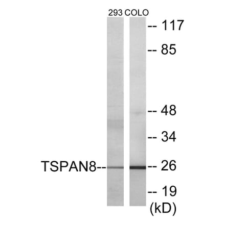 Western Blot - TSPAN8 Cell Based ELISA Kit (CB5853) - Antibodies.com
