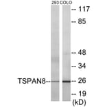 Western Blot - TSPAN8 Cell Based ELISA Kit (CB5853) - Antibodies.com