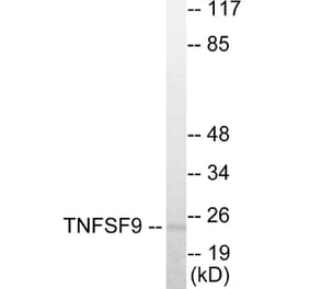 Western Blot - TNFSF9 Cell Based ELISA Kit (CB5890) - Antibodies.com