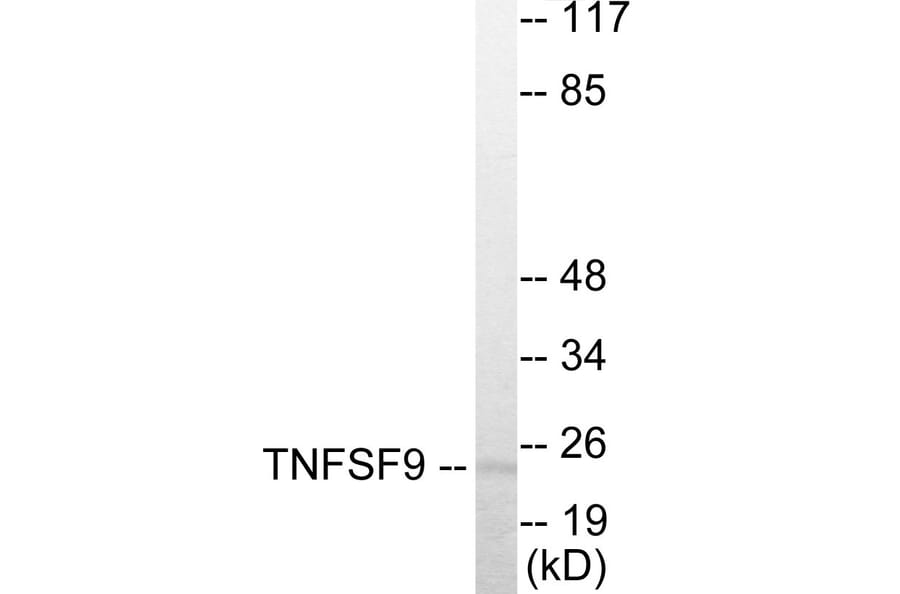 Western Blot - TNFSF9 Cell Based ELISA Kit (CB5890) - Antibodies.com
