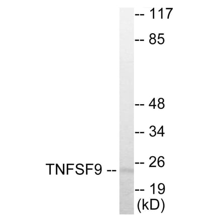 Western Blot - TNFSF9 Cell Based ELISA Kit (CB5890) - Antibodies.com