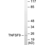 Western Blot - TNFSF9 Cell Based ELISA Kit (CB5890) - Antibodies.com
