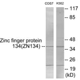 Western Blot - ZNF134 Cell Based ELISA Kit (CB5916) - Antibodies.com