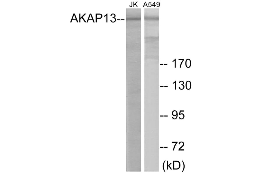Western Blot - AKAP13 Cell Based ELISA Kit (CB5974) - Antibodies.com