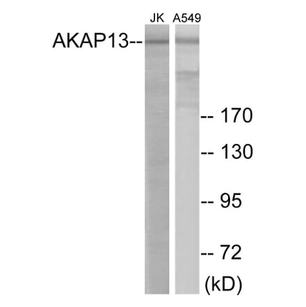 Western Blot - AKAP13 Cell Based ELISA Kit (CB5974) - Antibodies.com