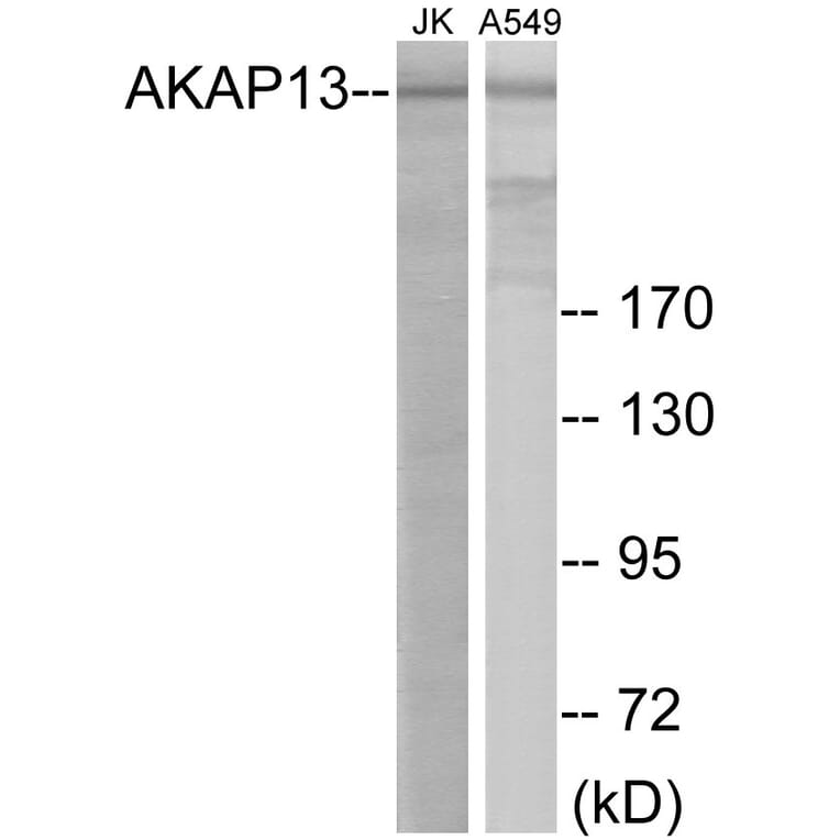 Western Blot - AKAP13 Cell Based ELISA Kit (CB5974) - Antibodies.com