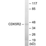 Western Blot - CDK5R2 Cell Based ELISA Kit (CB5985) - Antibodies.com