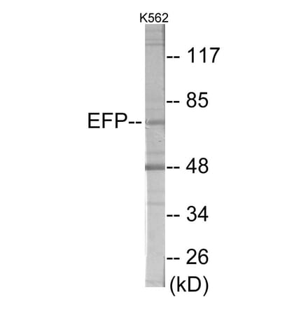 Western Blot - ZNF147 Cell Based ELISA Kit (CB6001) - Antibodies.com