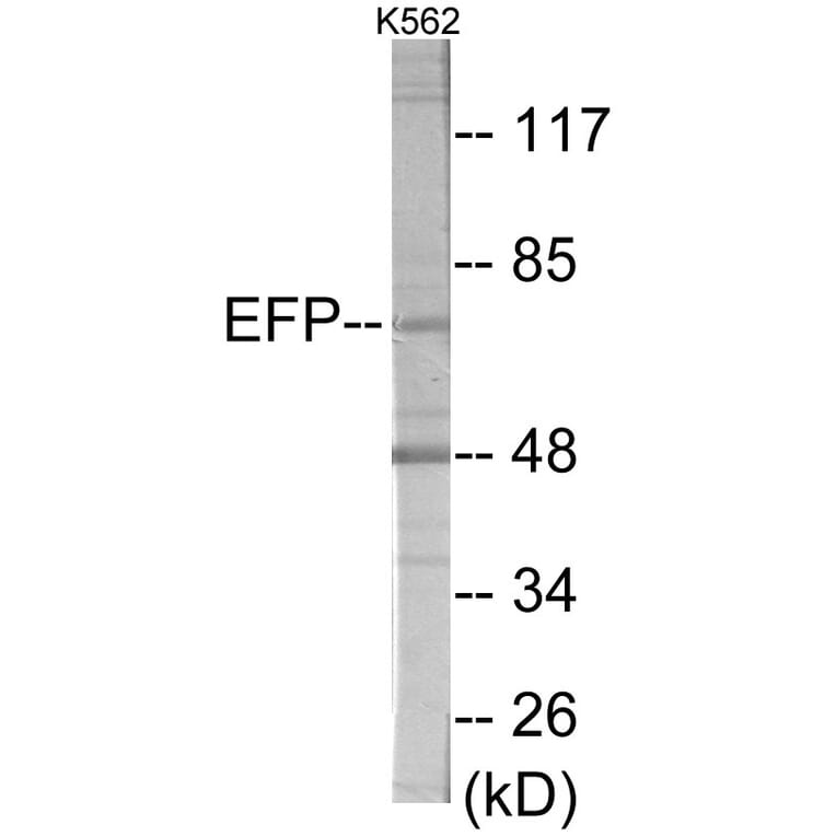 Western Blot - ZNF147 Cell Based ELISA Kit (CB6001) - Antibodies.com