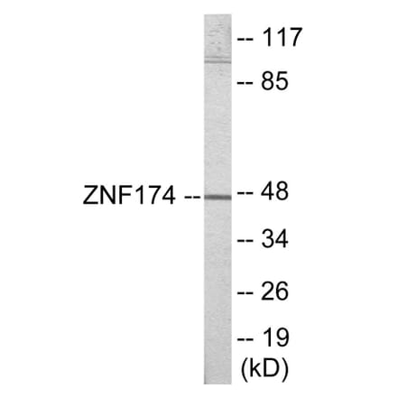 Western Blot - ZNF174 Cell Based ELISA Kit (CB6028) - Antibodies.com