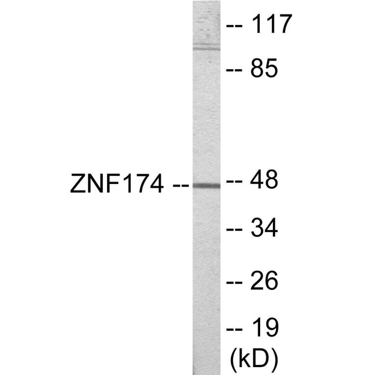 Western Blot - ZNF174 Cell Based ELISA Kit (CB6028) - Antibodies.com