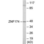 Western Blot - ZNF174 Cell Based ELISA Kit (CB6028) - Antibodies.com