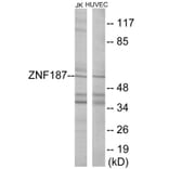Western Blot - ZNF187 Cell Based ELISA Kit (CB6040) - Antibodies.com