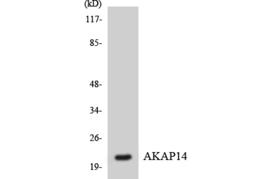 Western Blot - AKAP14 Cell Based ELISA Kit (CB6072) - Antibodies.com