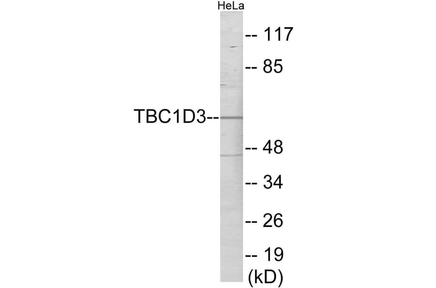 Western Blot - TBC1D3 Cell Based ELISA Kit (CB6078) - Antibodies.com