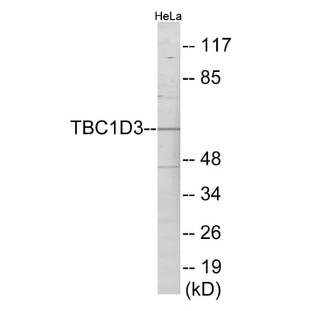 Western Blot - TBC1D3 Cell Based ELISA Kit (CB6078) - Antibodies.com